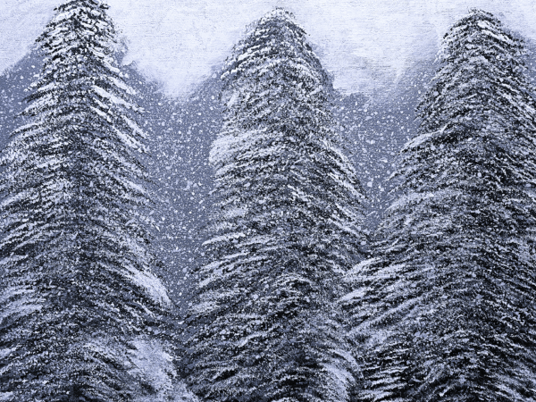 Three frosted evergreen trees in heavy snow